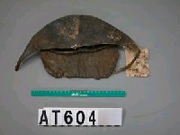 藏品(男子皮帽)的圖片